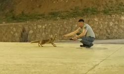 Özel güvenlik görevlisi ile tilkinin dostluğu görenleri şaşırtıyor