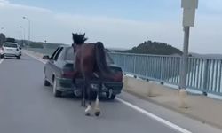 Atı Araca Bağlayarak Trafiğe Çıkan Sürücüye Ceza