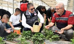 Çilek Serasında Nesiller Arası Dayanışma