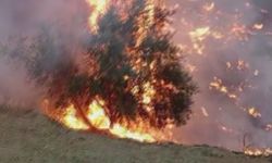 Hatay’da zeytinlikte yangın