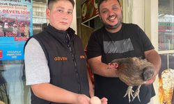 Tavuk Dönerciye Giren Tavuk Yumurtladı