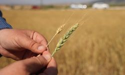 Çiftçi Zor Durumda: Başak Boş, Hasat Yok