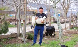 Kahramanmaraş'ta cevizi don vurunca, üreticileri farklı alanlara yöneldi