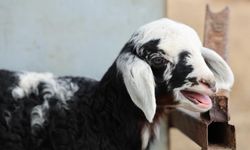 Meraya dökülen zehir 77 koyunu telef etti
