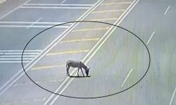 Ana yola çıkarak trafiği tehlikeye düşüren eşek koruma altına alındı