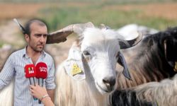 Kahramanmaraş’ta Kurbanlık Hareketliliği Başladı Talep Yüz Güldürüyor