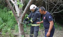Ağlara Dolanan Yılanı İtfaiye Kurtardı