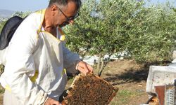 Doktorun annesine bal tavsiyesi hayatını değiştirdi