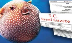 Balon Balığı avcılığı desteği artırıldı