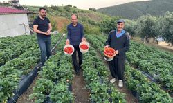 Kahramanmaraş’ta Çilek Hasadı Başladı