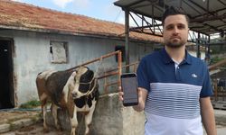 Kurbanlık Danaları Almak İsterken 200 Bin TL Dolandırıldı