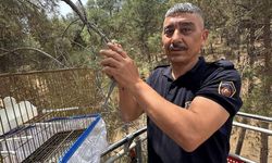 Kafesinden Kaçan Muhabbet Kuşunu İtfaiye Kurtardı