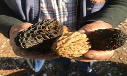 Kuzugöbeği Mantarı' Sezonu Başladı