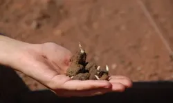 Kahramanmaraş’ta Topraktan Çıkan Altının Kilosu 3 Bin Liradan Satılıyor