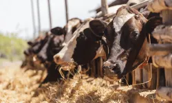 Kahramanmaraş’ta Kurbanlık Alırken Dikkat Edilmesi Gerekenler