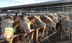 Canlı Hayvan Borsası’nda Kurban Satış Yeri Başvuruları Başlıyor