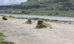 Sokak Köpekleri Çocuğa Saldırdı