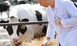 Tarımsal girdi Mart'ta yükseldi... Veteriner harcamaları revaçta