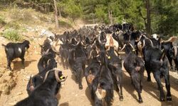 Yayla Mesaisi Başladı
