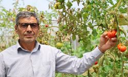 Yetiştirdiği Ürünleri, Satan Çiftçinin Yüzü Güldü