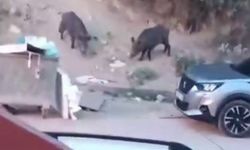 Aç kalan domuzlar çöpte yem aradı