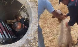 Kahramanmaraş’ta Logara Düşen Kuzu Kurtarıldı