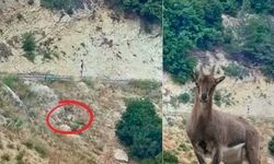 Kahramanmaraş’ta Dağ Keçileri Şehir Yakınlarında Görüntülendi