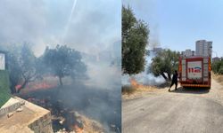 Kahramanmaraş’ta Zeytin Ağaçları Alevlere Teslim Oldu