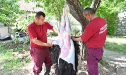 Belediye Evlere Giderek Tek Tek Kurbanları Kesti