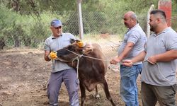 Büyükşehir Belediyesi Kurban Bayramı'na Hazır