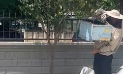 Güvenlik Görevlisi Oğul Veren Arıları Kovana Aldı