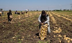 Hasadı Süren Patateste Fiyat 7 Liraya Kadar Geriledi