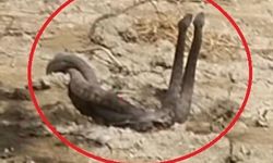 Hatay'da Yılanların Çiftleşme Dansı Kamerada