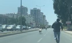 Kaçan Koyun Ve Keçiler Sahiplerini Peşlerinden Koşturdu
