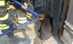 Kafasını Korkuluğa Sıkıştıran Köpeği İtfaiye Kurtardı
