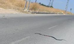 Kahramanmaraş’ta Araba Pazarında Yılan Paniği!