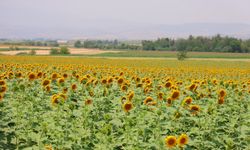 Kahramanmaraş Dulkadiroğlu'da 2.836 m² tarla mahkemeden bu rakama satılacak