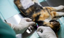 Kedi Popülasyonu Kısırlaştırma Merkezi İle Dengeleniyor