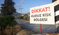 Kuduz Karantinasındaki 4 Mahallede Başıboş Köpekler Toplanmaya Başladı