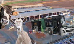 Kahramanmaraş’ta Kurbanlık Alacaklara Ulaşım Kolaylığı