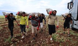 Özel İşçiler: Günlük 250-300 Ton Patates Yükleyip 2 Bin 500 TL Kazanıyorlar