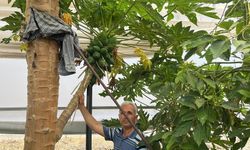 Papaya Hasadı Başladı, Kilosu 100 Liraya Kadar Alıcı Buluyor