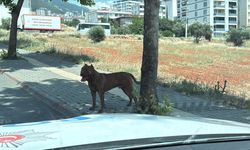 Kahramanmaraş’ta Başıboş Pitbull Alarmı: Vatandaşlara Uyarı!