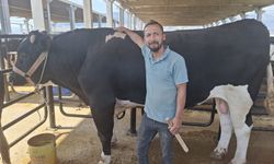 Kahramanmaraş’ta Canlı Hayvan Borsası’nın Gözdesi: 960 Kiloluk Tosun!