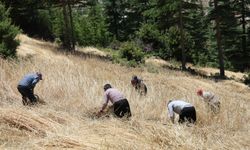 Teknoloji Girmedi, Gelenek Yaşadı: Ellik ve Orak Yine Başrolde