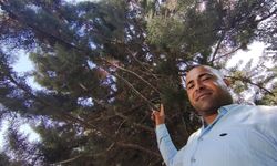Gölgeye Oturdu, Üzerindeki Daldan Yılan Sarktı!