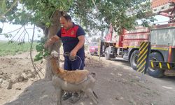 Derede Çamura Saplanan Koyunu İtfaiye Ekipleri Kurtardı