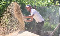 Hibe Tohumların Buğday Hasadı Başladı