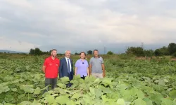 Balkabağı üretimine yerel destek