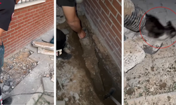 Kahramanmaraş'ta Yavru Kedinin İmdadına Ekipler Yetişti